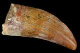 Bargain, Juvenile Carcharodontosaurus Tooth - Morocco #100091-1